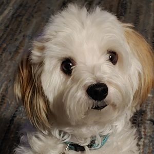 Meet your Posher, Janet